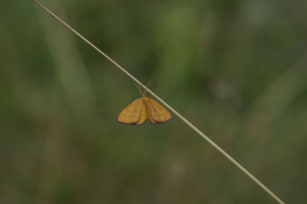 Geometridae:  Idaea flaveolaria